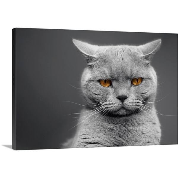Shop British Shorthair Cats With Orange Eyes Canvas Wall Art
