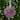 Feathered Christmas Ball Ornament - 5.5" - French Lilac