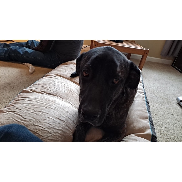 brindle memory foam dog bed