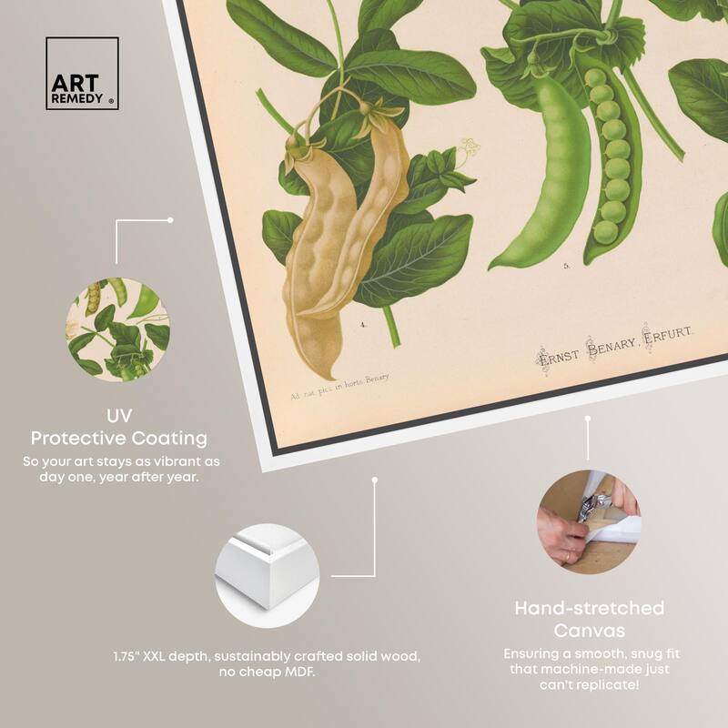 Podded Peas from Benary 1876 Canvas by Art Remedy