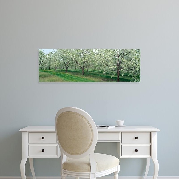 Easy Art Prints Panoramic Images's 'Cherry Trees' Premium Canvas Art