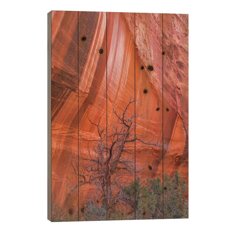 Utah Juniper And Cliff With Desert Varnish, Grand Staircase-Escalante National Monument, Utah Print On Wood by Jeff Foott - 26x18x1.5