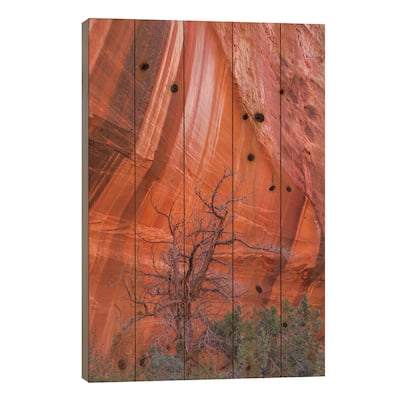 Utah Juniper And Cliff With Desert Varnish, Grand Staircase-Escalante National Monument, Utah Print On Wood by Jeff Foott