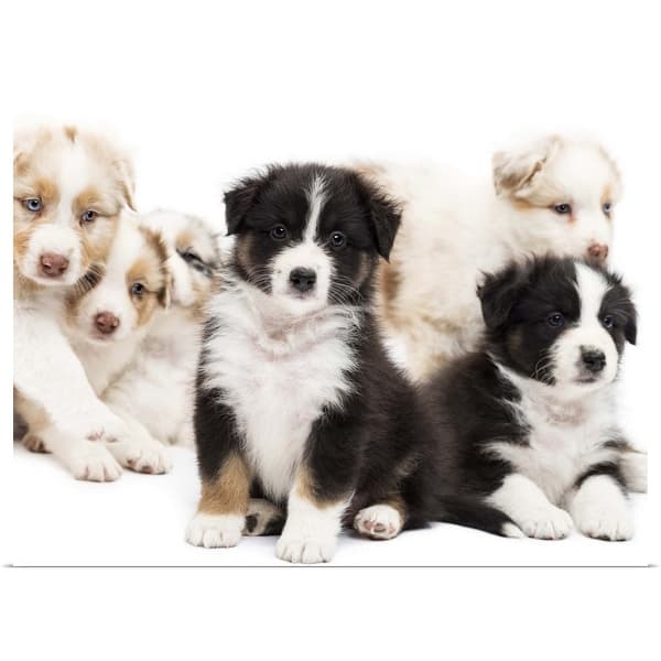 Shop Australian Shepherd Puppies Poster Print Overstock