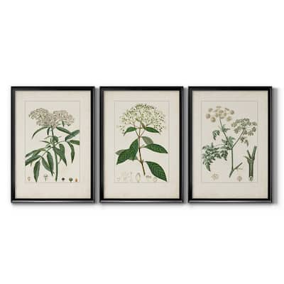 Antique Turpin Botanical VII Premium Framed Canvas - Ready to Hang - Multi-Color