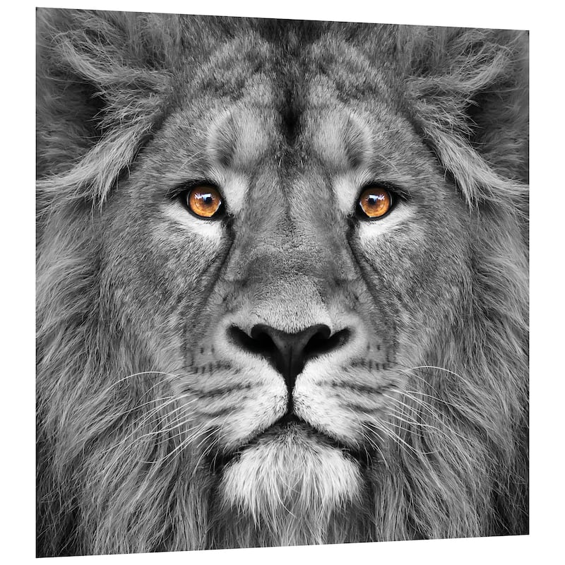 King of the Jungle Lion Unframed Free Floating Tempered Glass Wall Art