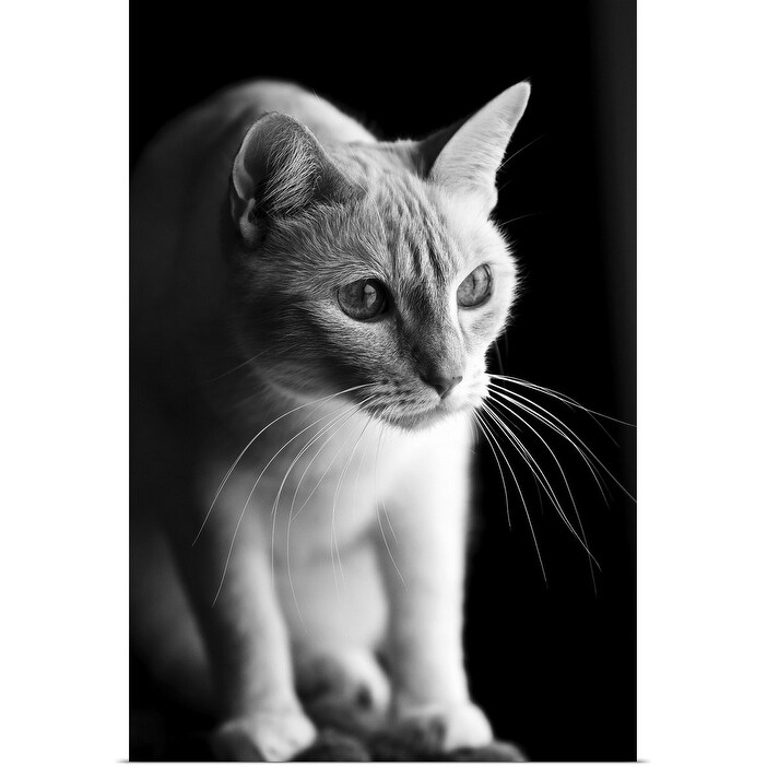 Shop Cat Looking At The World Outside Poster Print On Sale
