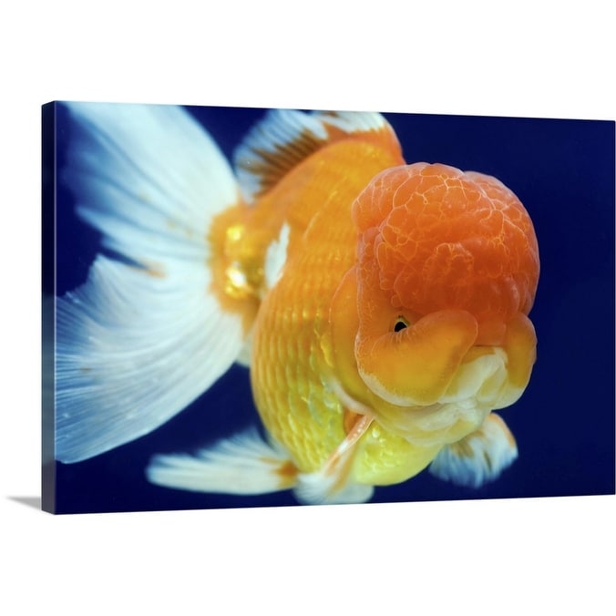 Oranda Goldfish Print Japanese Print Eclectic Wall Art 