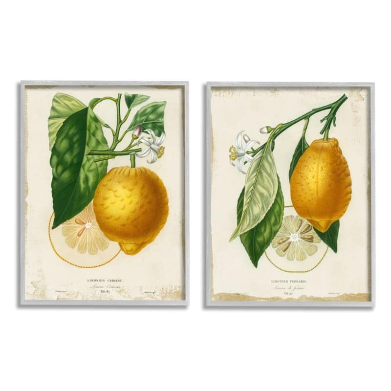 Stupell Floral Lemon Branch with French Script, 2pc Multi Piece Framed Wall Art Set