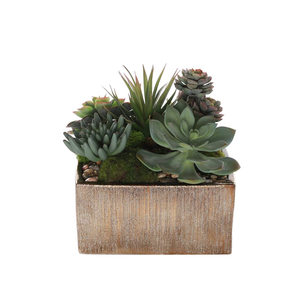 Succulent Arrangement with rocks in Square Etched Gold Pot - Green, green gray, green red