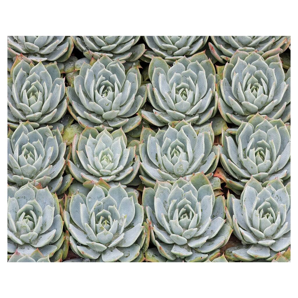 Succulent Grid by Robin Constable Hanson Canvas Art Print