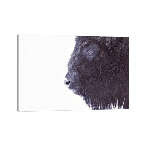 iCanvas "Black Buffalo Portrait" by Monika Strigel Canvas Print