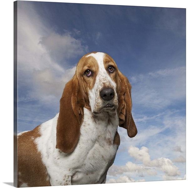 Basset hound wall art shop
