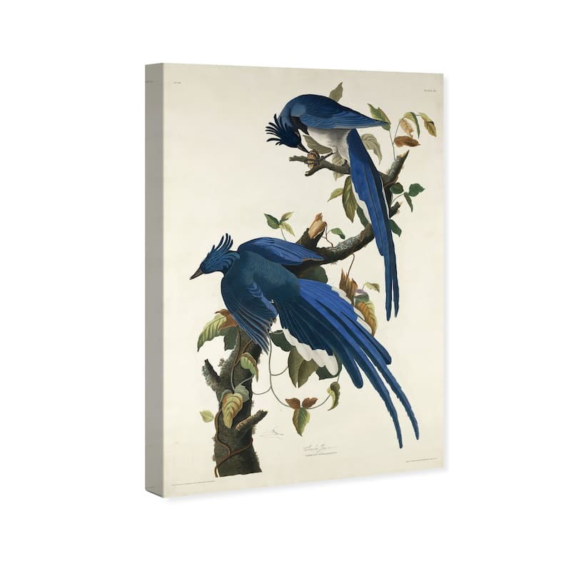 Wynwood Studio Canvas Animals Robert Havell - Columbia Jay Blue and Traditional Wall Art Canvas Print