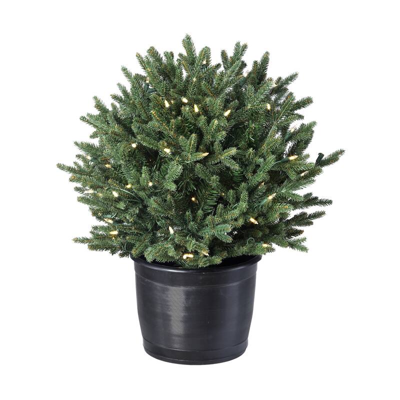 24" LED Potted Baby Noble Shrub