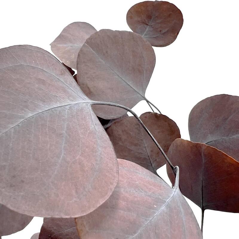 Bundle of 4 Preserved Eucalyptus Apple Leaves 24" long - 24 Inches