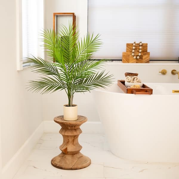 buy snake plant Sansevieria Mahameru – Succulentasia