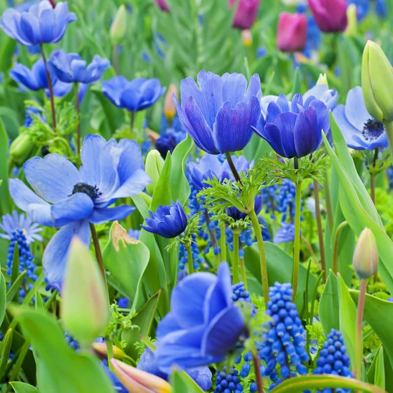 Hues of Blue Mixed Flower Collection - 100 Bulbs - Featuring 4 Varieties of Blue & Purple Flowers - 100 Bulbs