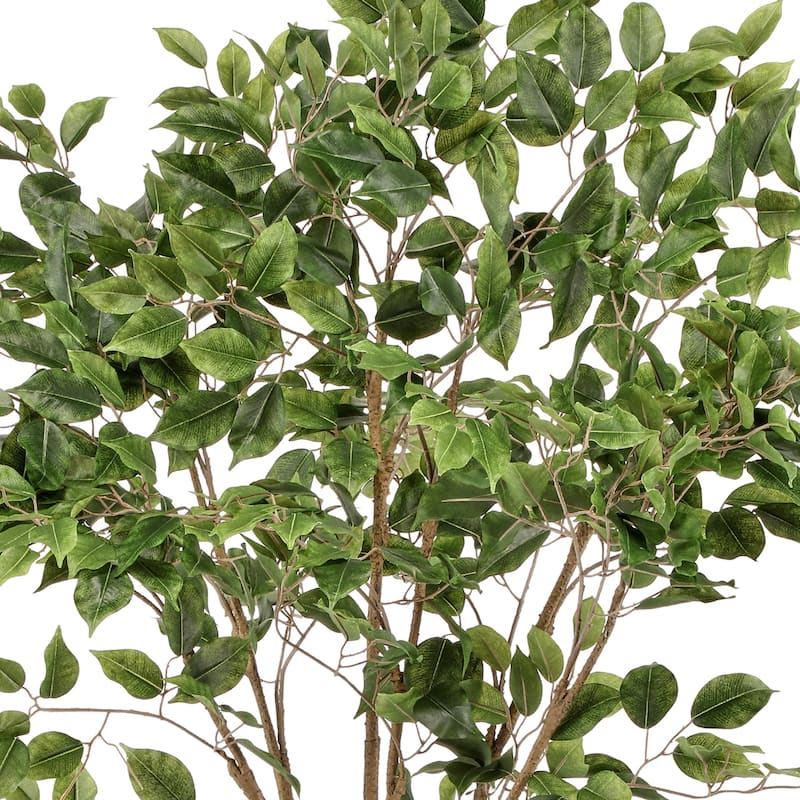Potted Uv Treated Ficus Tree 5'