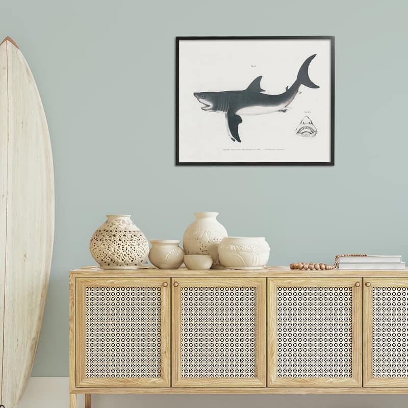 Stupell Detailed Shark Diagram Framed Giclee Art Design By Phillipa Katz