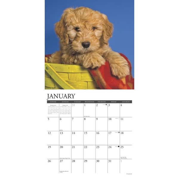 Shop Calendars Just Goldendoodle Puppies Wall Calendar With High