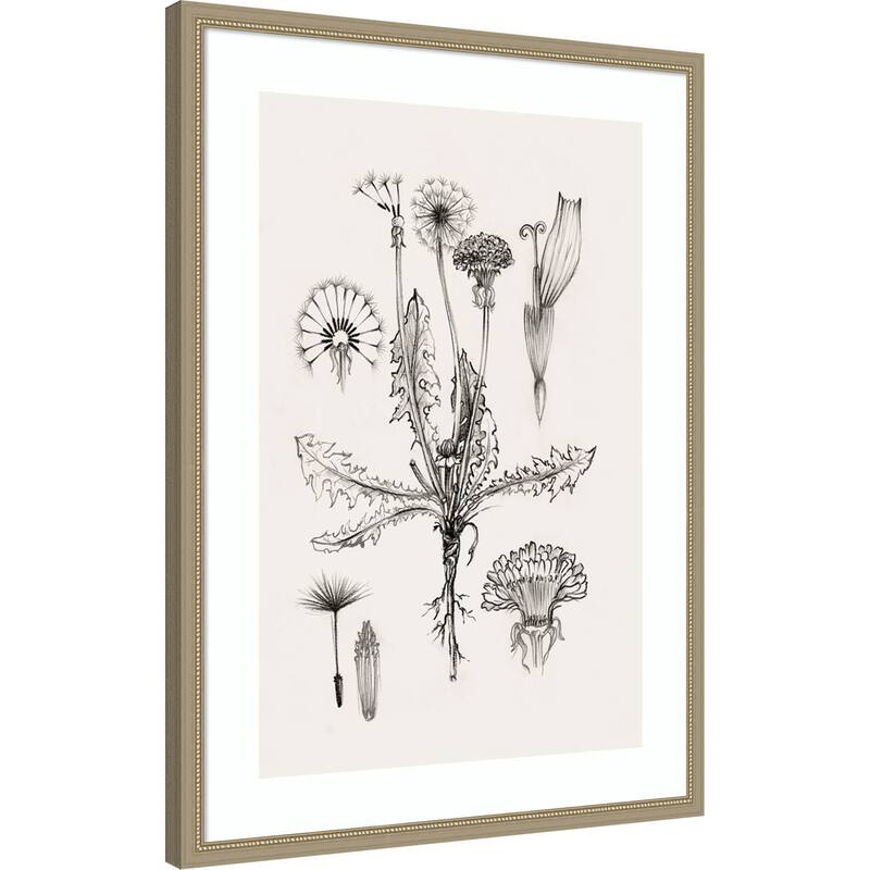 Botanical Study of Dandelion Forms by Eli Jones Wood Framed Wall Art Print
