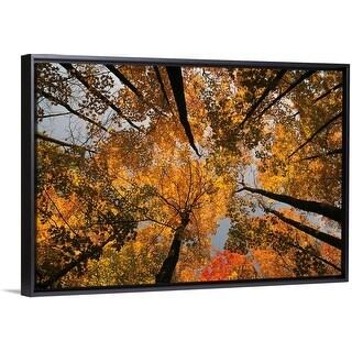 Shop Low Angle View Looking Up Autumn Through Trees New England