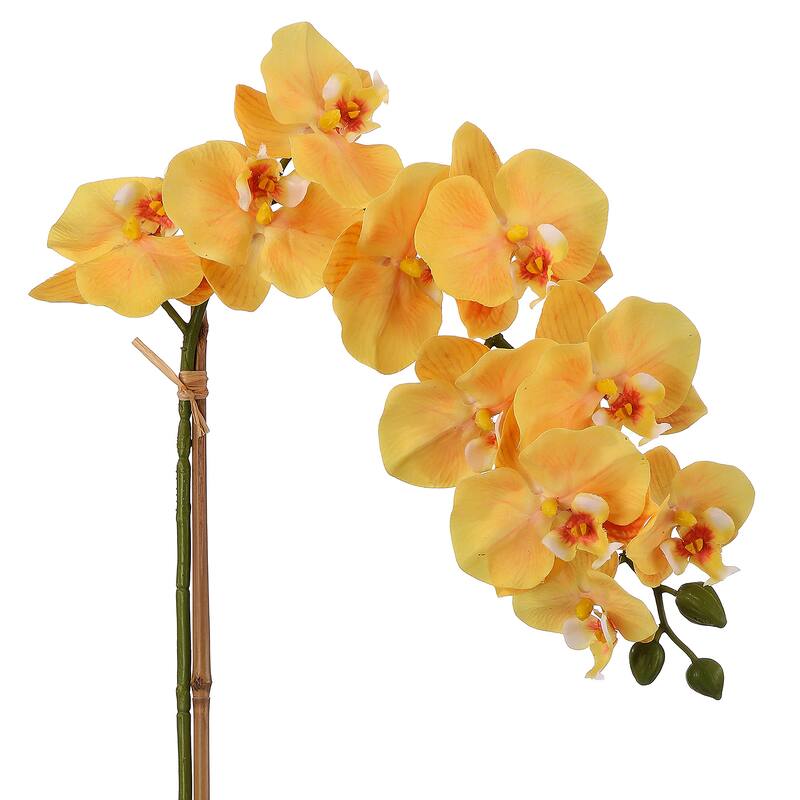 24" Pe Phalaenopsis And Fern In Terracotta Pot