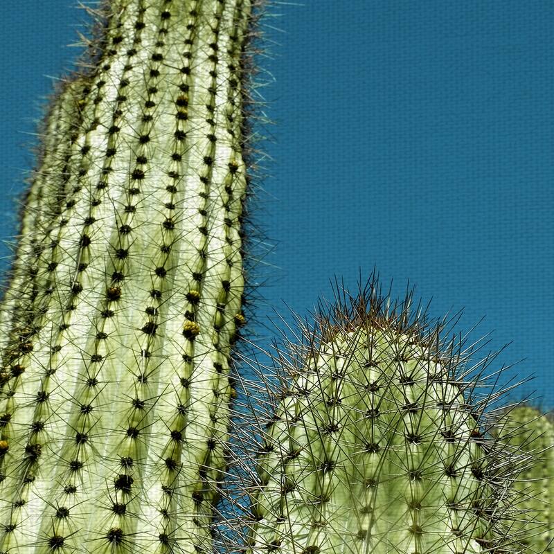Cactus with Blue Sky by Belle Maison Canvas Art Print