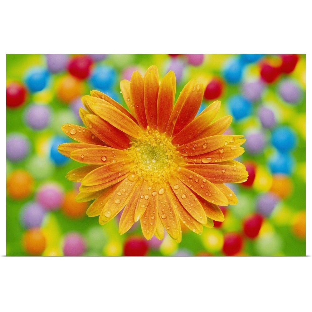 Shop Orange Gerbera Flower Covered In Water Droplets Against Colourful Background Poster Print Overstock 16478985