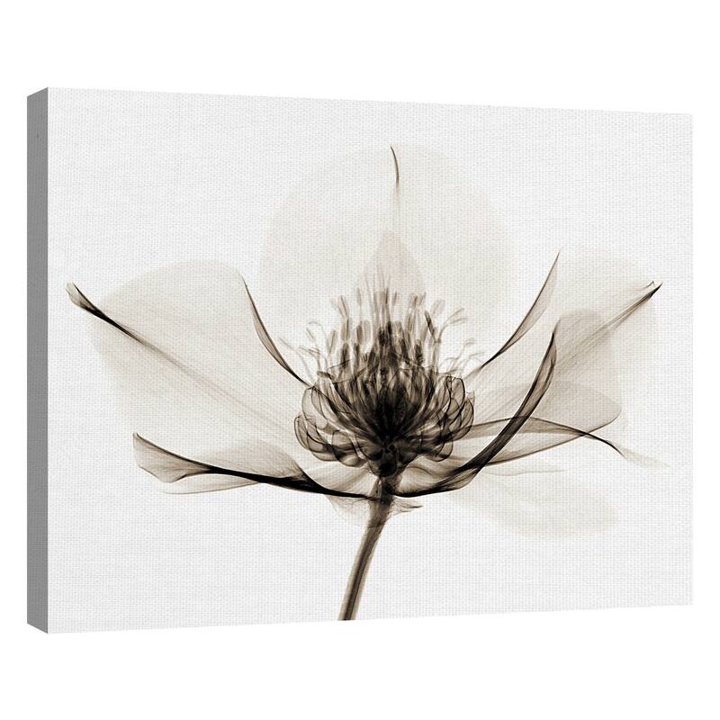 Hellebore I by Robert Coop Canvas Art Print