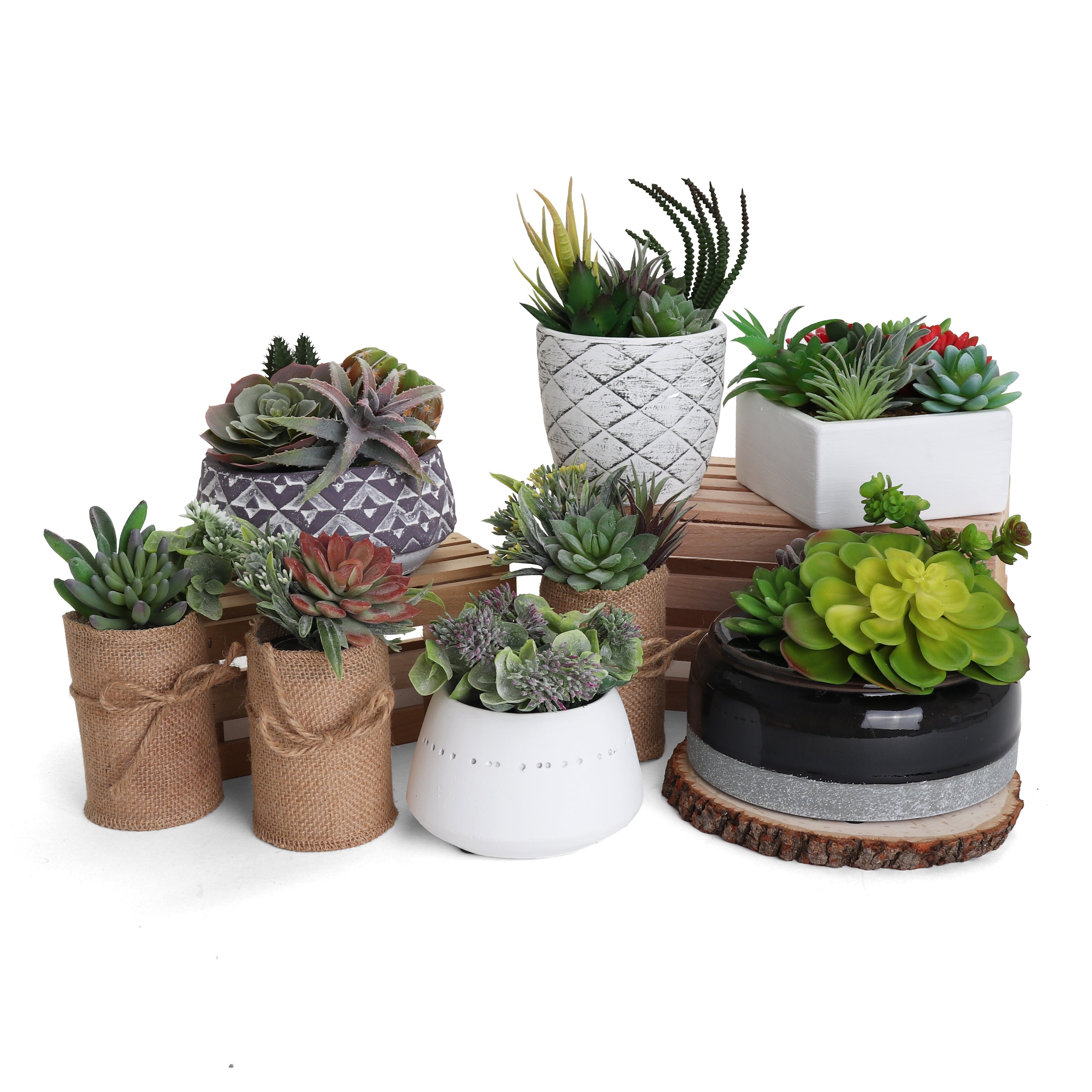 Succulent Garden - Mini - Tucson - 1 Pack - Bed Bath & Beyond - 38408883