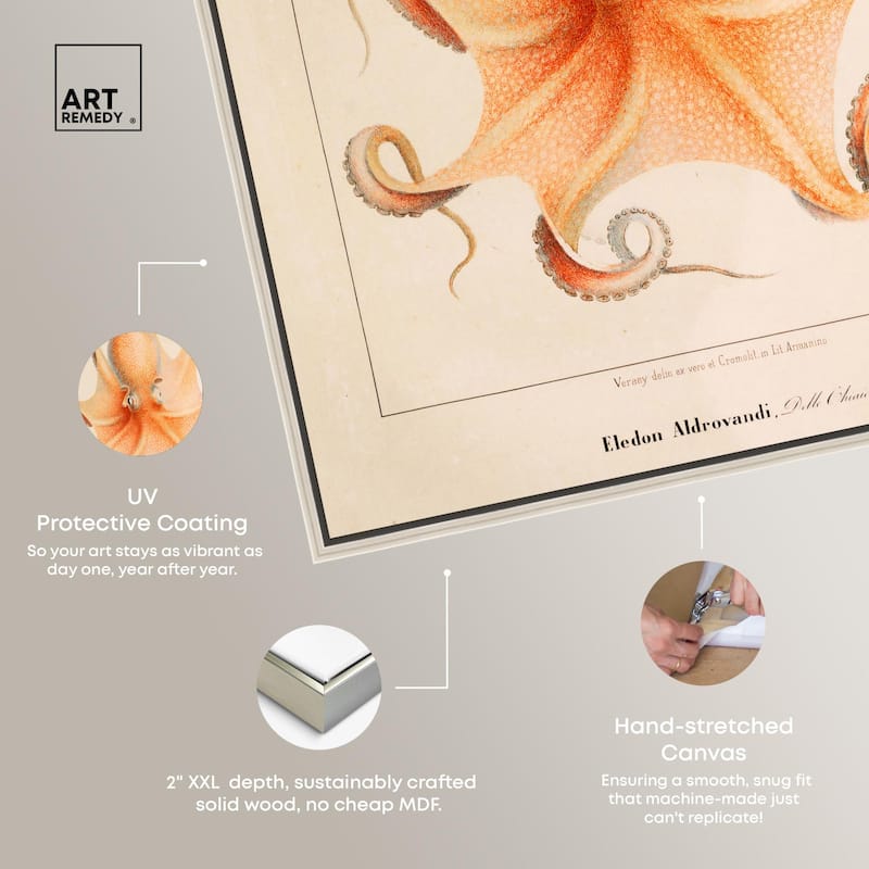 Verany The Octopus 1815 II Canvas by Art Remedy