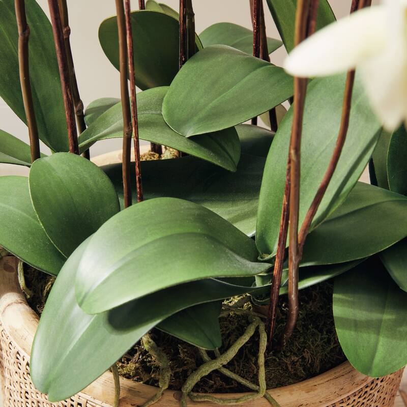 Phalaenopsis Orchid Drop-In 36" with Root Ball - White