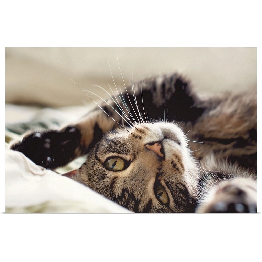 Shop Close Up Of Tabby Cat Rolling On Its Back Poster Print
