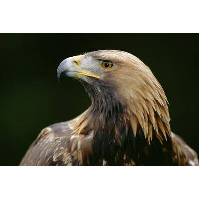 Golden Eagle 4th Year Male Scotland By Niall Benvie Animals Art Print