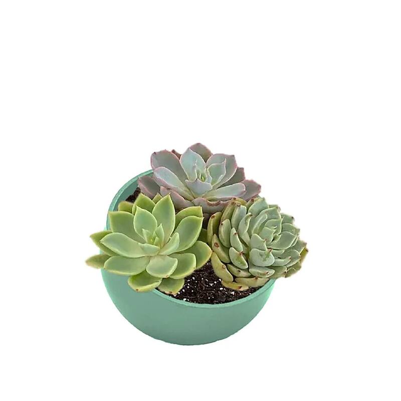 7" Sage Green Orbital Bamboo Planter