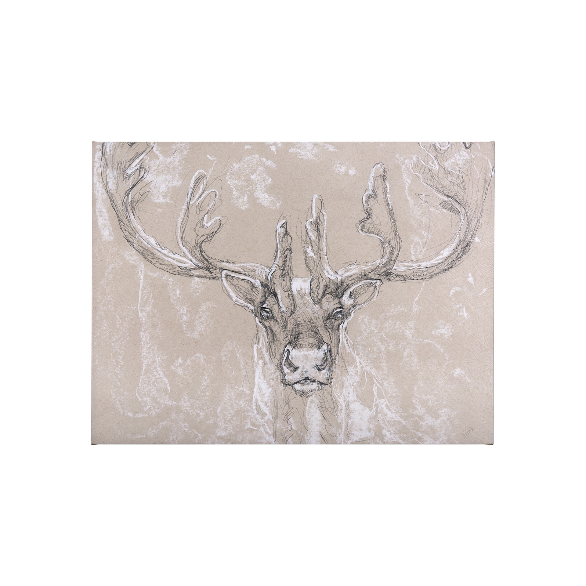 Sketch of Animal II (Caribou) (40 x 30) Canvas Art Print