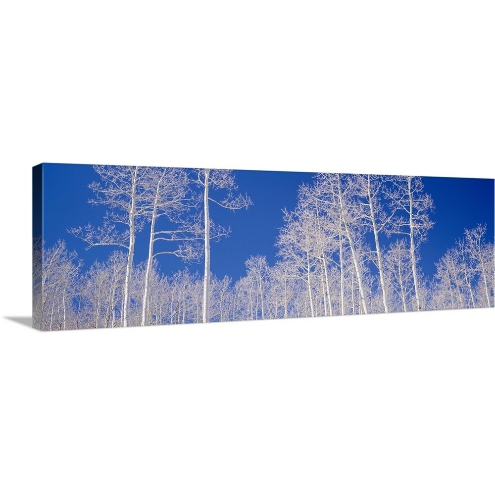 Shop Quaking Aspen Trees In Winter Ut Canvas Wall Art On Sale