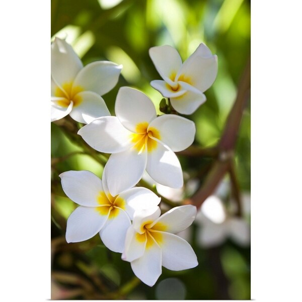 "Close-up of Plumeria Obtusa" Poster Print