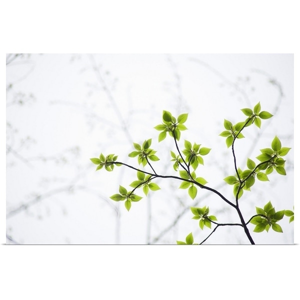 "Young leaves on branch" Poster Print