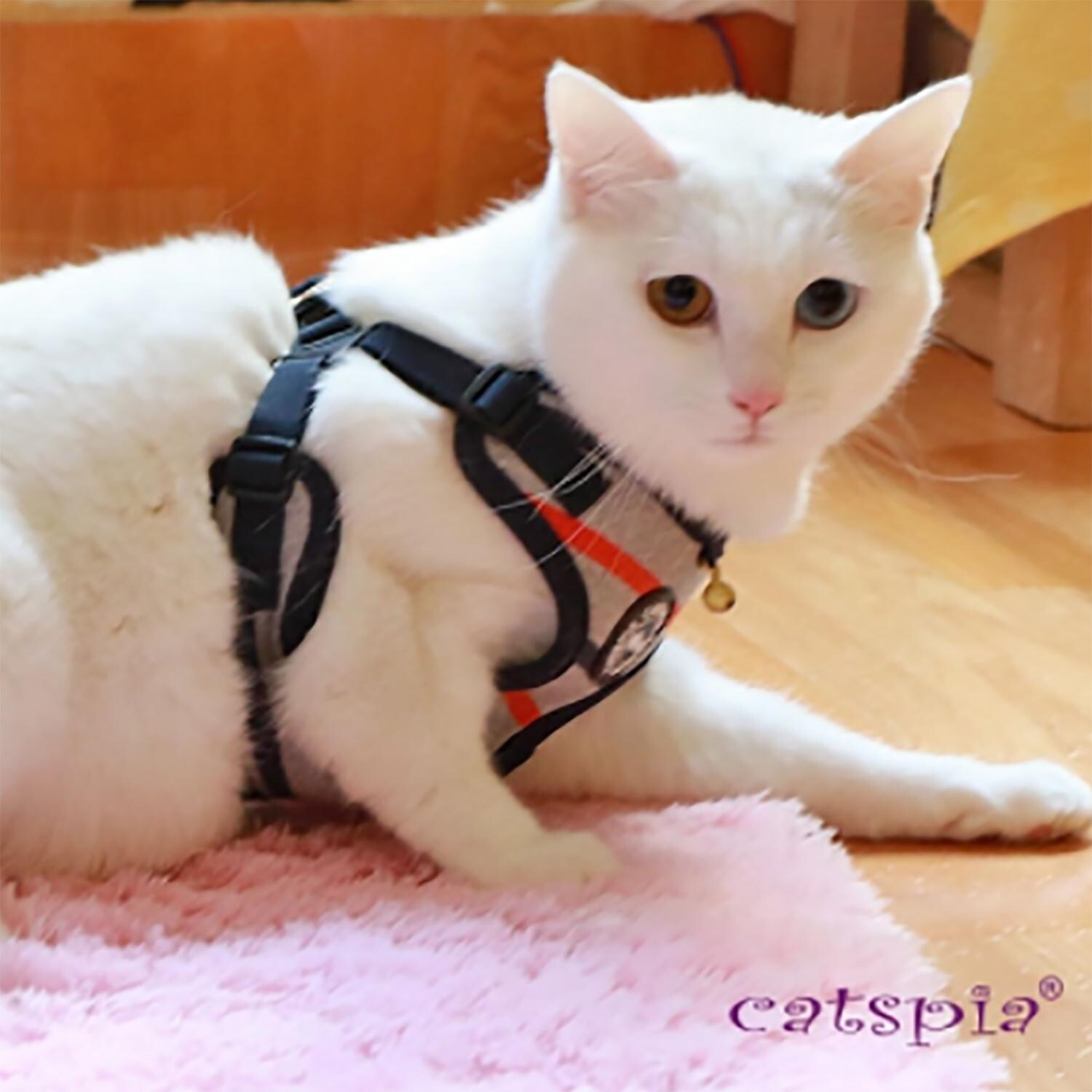 step in cat harness