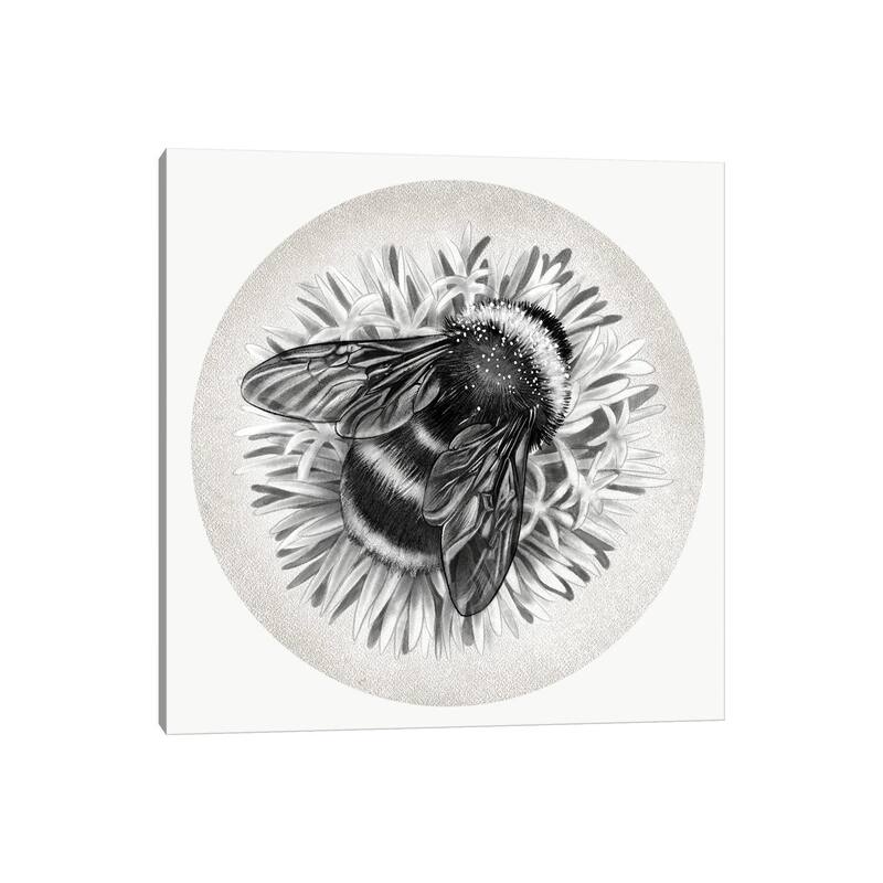 iCanvas "Bee On Cornflower In Pencil" by Vicki Hunt Canvas Print