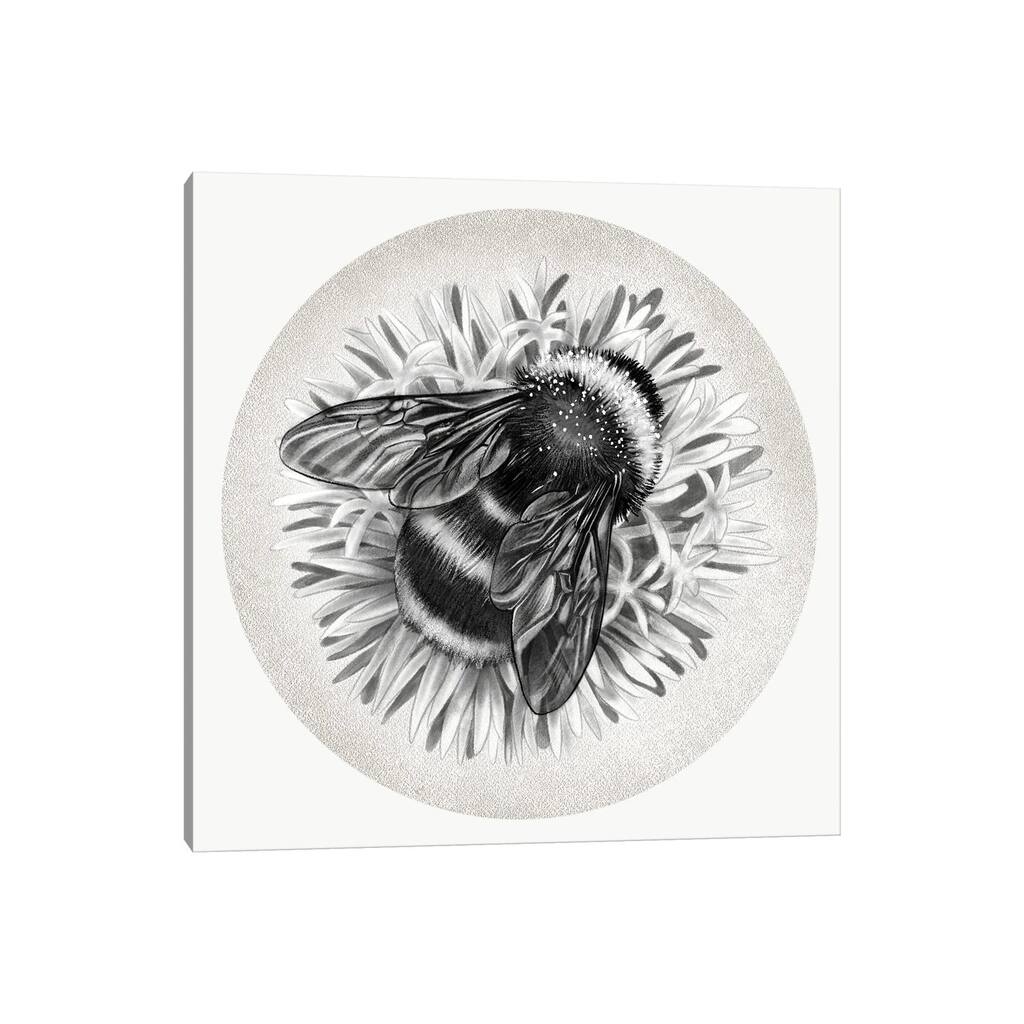 iCanvas "Bee On Cornflower In Pencil" by Vicki Hunt Canvas Print