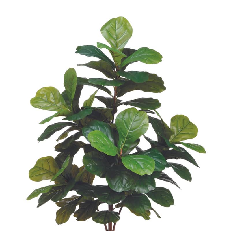 6 ft Fiddle Leaf Fig Tree - Green