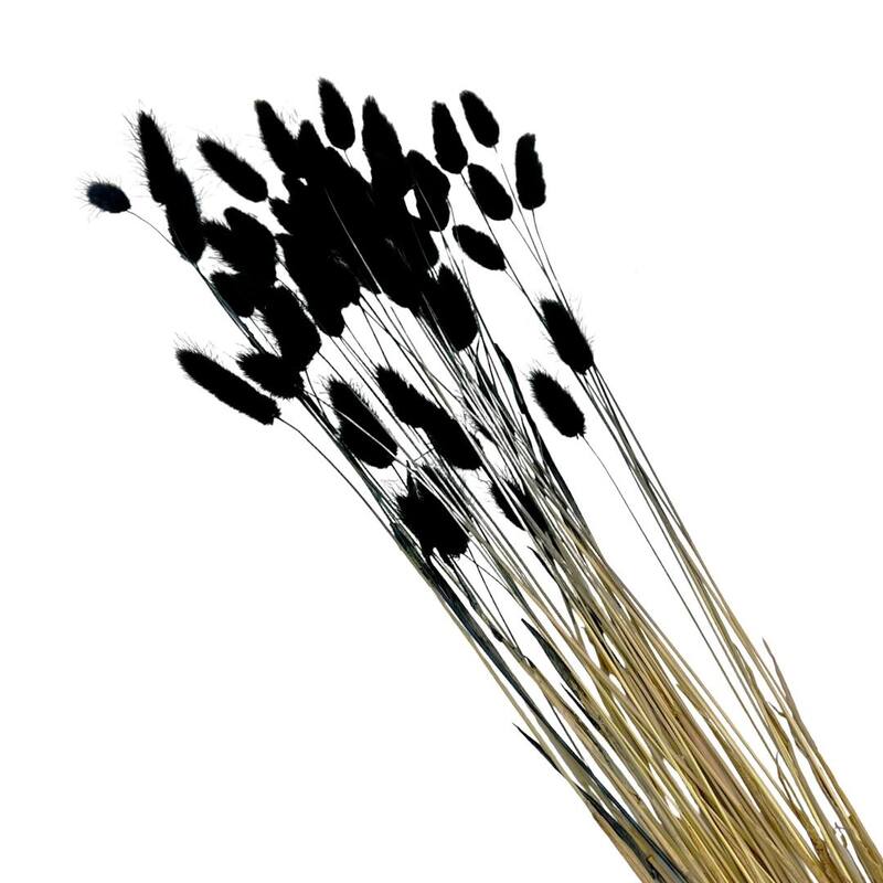 Bundle of 4 Bunch Dried Bunny Tails Grass-20-24" apx 1 oz - 20 to 24 inch