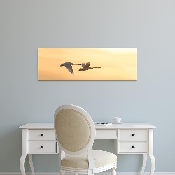 Easy Art Prints Panoramic Image 'Trumpeter Swans, Riverlands Migratory Bird Sanctuary, St. Charles,Missouri' Canvas Art