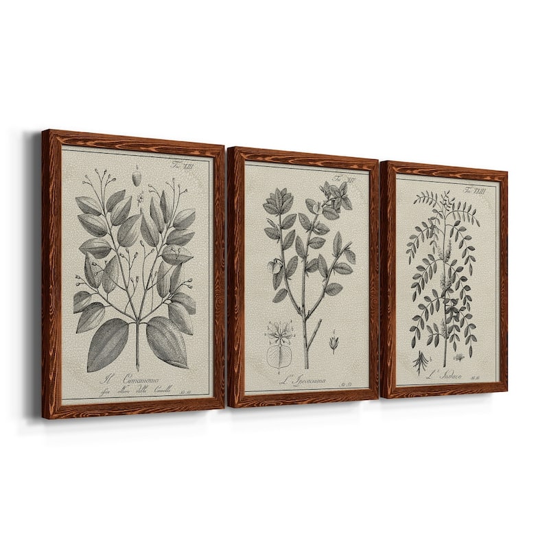 Antique Black & White Botanical VII-Premium Framed Canvas - Ready to Hang - Multi-Color