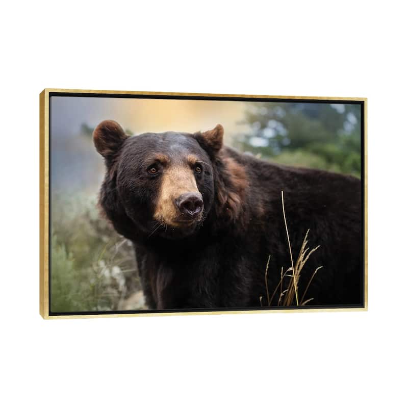 iCanvas "Montana Black Bear" by Patsy Weingart Framed - Gold - 32x48