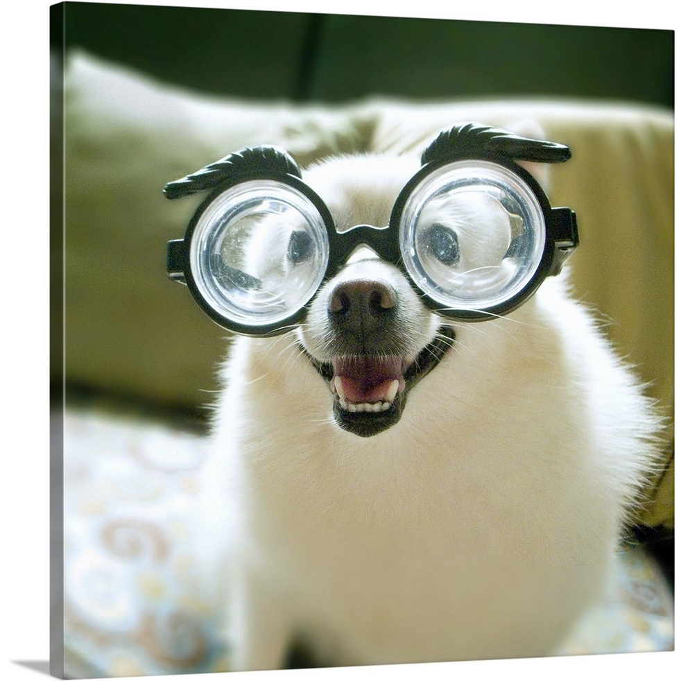 Doggy glasses hotsell